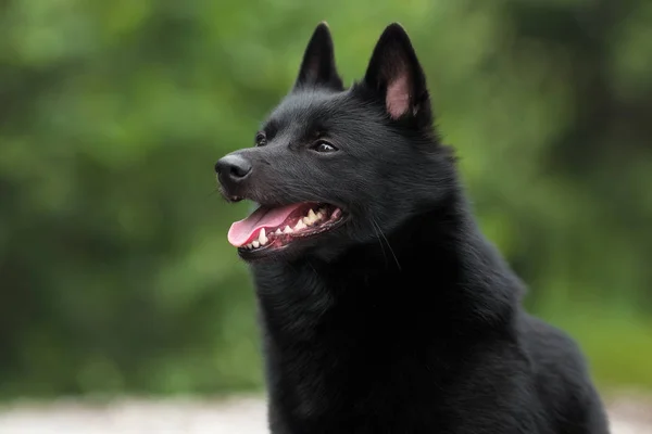 Cute Schipperke Pięknych Krajobrazów — Zdjęcie stockowe