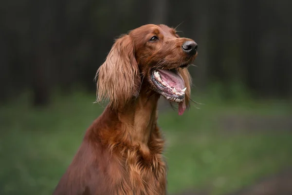 Ierse Setter Zomerbos Stockafbeelding