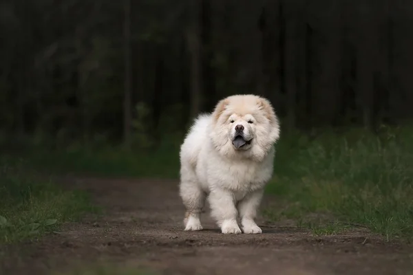 Yaz ormanında Chow-Chow Köpek yavrusu