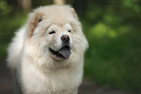 Chow Chow Puppy Summer Forest — Stock Photo, Image