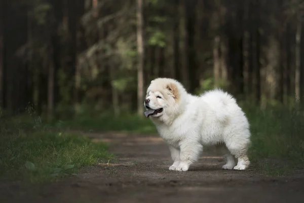 夏の森のチョウチョウ子犬 — ストック写真