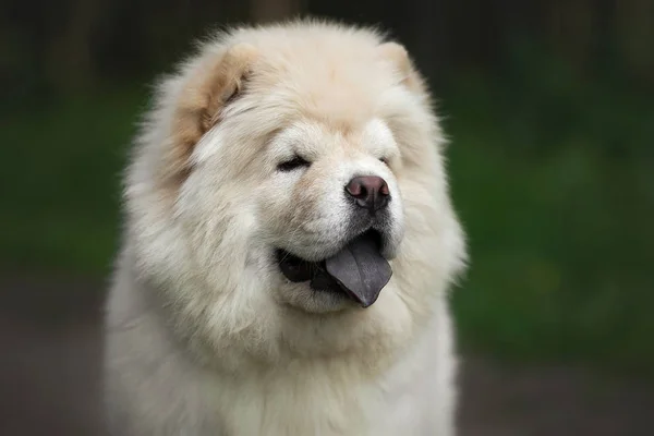 Chow-chow puppy in summer forest