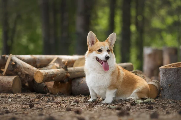 Corgi Galês Pembroke Floresta — Fotografia de Stock