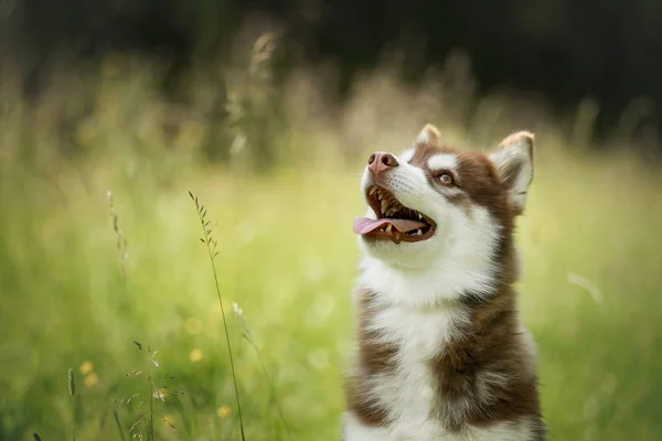 Siberian husky puppy in summer grass