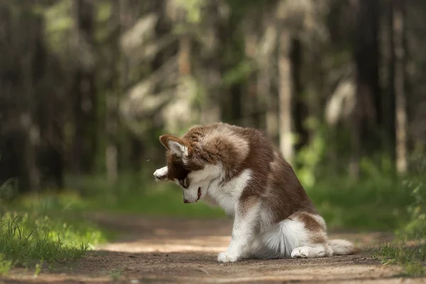 소나무 숲에서 시베리아 허스키 강아지 — 스톡 사진