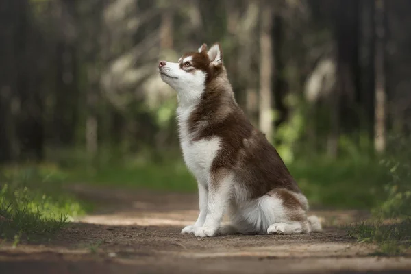 Filhote Cachorro Descascado Siberiano Floresta Pinheiros — Fotografia de Stock