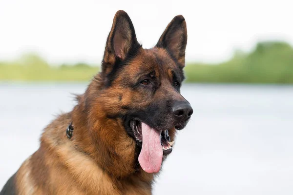 Cão Pastor Alemão Uma Praia — Fotografia de Stock