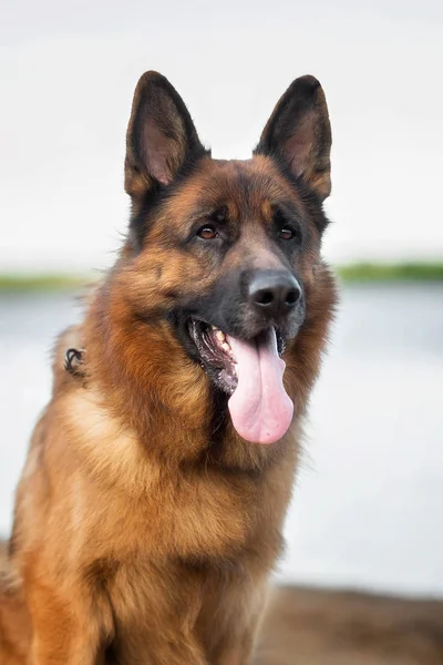 Perro Pastor Alemán Una Playa —  Fotos de Stock