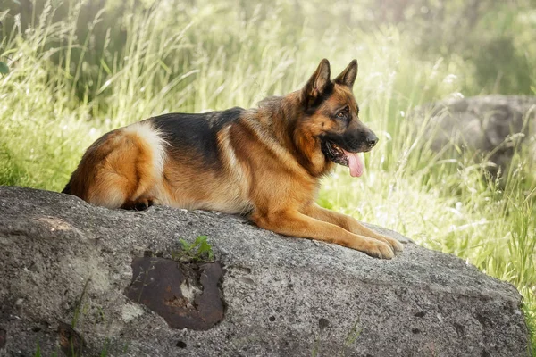 German Shepherd Summer Park — Stock Photo, Image