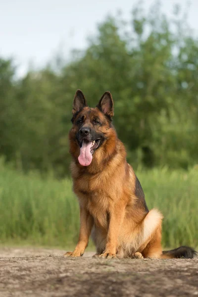 German Shepherd Summer Park — Stock Photo, Image