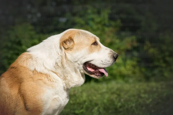 庭の中央アジアの羊飼いの犬 ロイヤリティフリーのストック画像