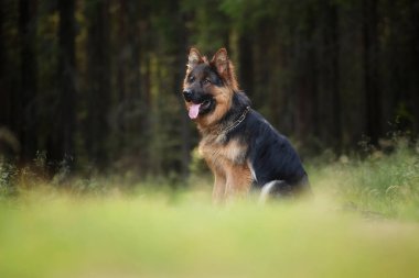 Yaz ormanında uzun saçlı Alman çoban köpeği