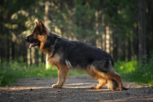 Langharige Duitse Herdershond Zomer Bos — Stockfoto