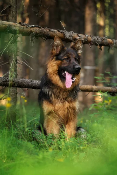 夏の森の中で長い髪のドイツの羊飼いの犬 — ストック写真