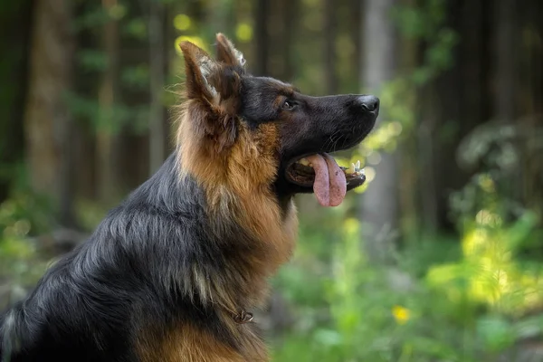 Yaz ormanında uzun saçlı Alman çoban köpeği