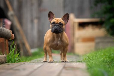 Köy manzarasında Fransız bulldog