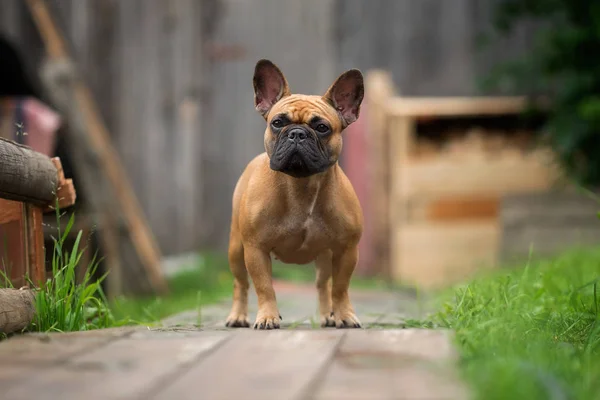 Köy manzarasında Fransız bulldog