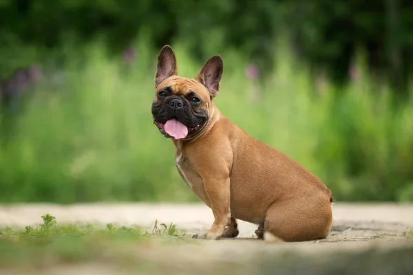 Köy manzarasında Fransız bulldog