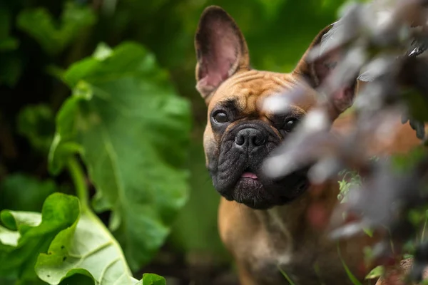 Köy manzarasında Fransız bulldog
