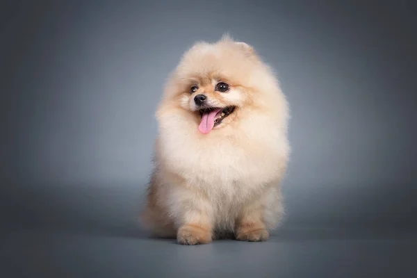 Pomeranian Spitz Fundo Cinza — Fotografia de Stock