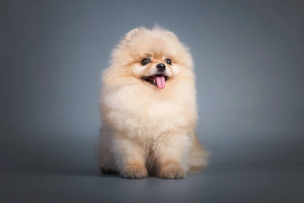 Gri arkaplanda Pomeranya salyası