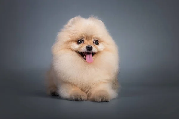 Pomeranian Spitz Fundo Cinza — Fotografia de Stock