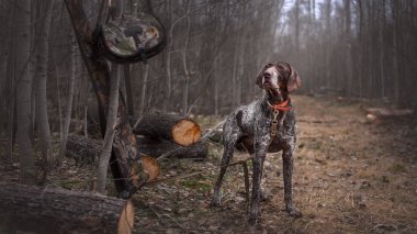 Av köpeği Deutsch Drahthaar avlanıyor