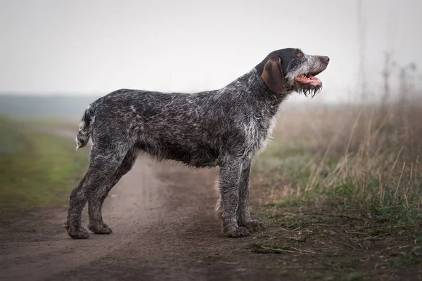 Av köpeği Deutsch Drahthaar avlanıyor