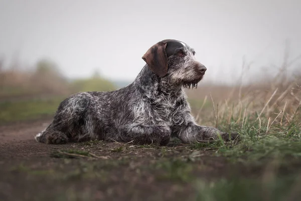 野原で狩猟犬ドイツドラタール ロイヤリティフリーのストック写真