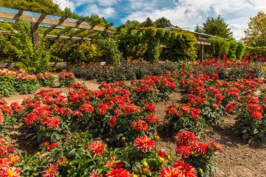 Botanischen 'deki Blumenpancar Bahçesi Solingen
