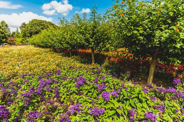 Botanischen 'deki Blumenpancar Bahçesi Solingen