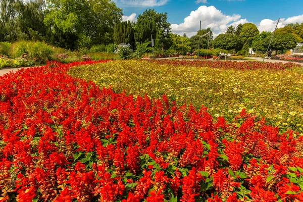 Blumenrüben Botanischen Garten Solingen lizenzfreie Stockbilder