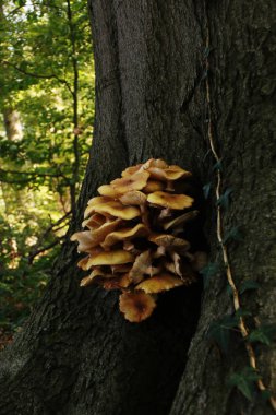 sarı mantar bir ağaç kabuğu üzerinde büyüyen küçük grup