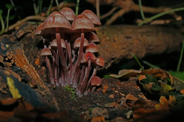 Grupo Cogumelos Vermelhos Roxos Chão Floresta Outono — Fotografia de Stock