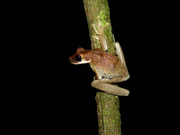Ormanda Bir Nightwalk Sırasında Karşılaşılan Treefrog — Stok fotoğraf