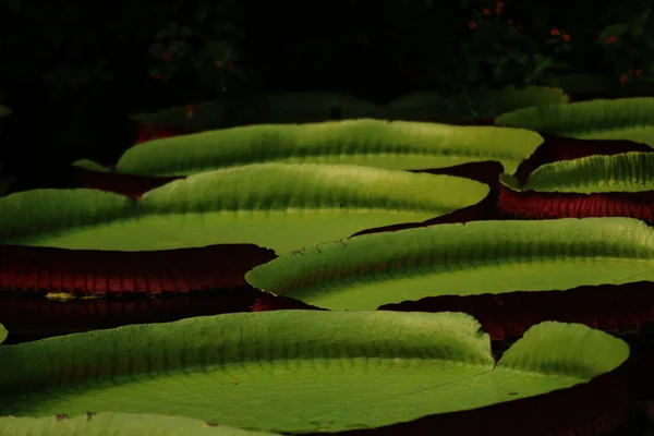 Bitkiler suya yaslanır