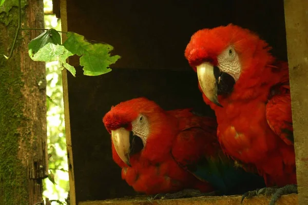 Scarlet macaws birbirinden yanında oturan bir çift