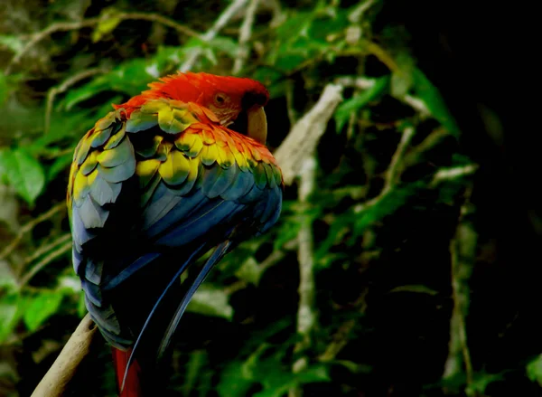 Güzel Bir Kırmızı Amerika Papağanı Dal Çarpıcı Bir Poz Coloration — Stok fotoğraf