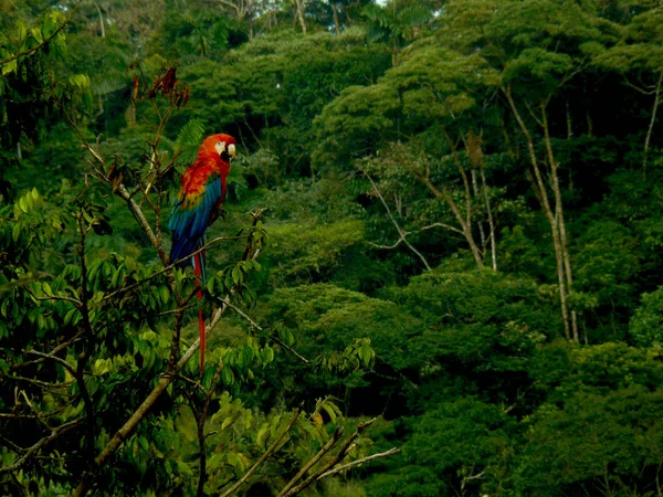 Παπαγάλος Μακώ Στη Ζούγκλα Του Ισημερινού Τροπικό Δάσος Στο Παρασκήνιο — Φωτογραφία Αρχείου