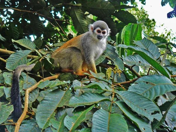 Mono Ardilla Bosque Mirándonos Desde Árbol — Foto de Stock