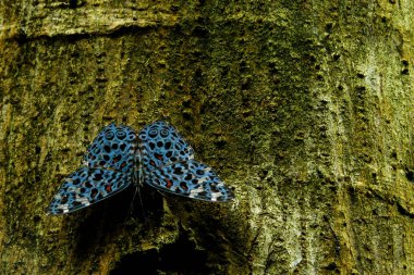 Hamadryas chloe or Chloe Cracker, a stunning blue butterfly with black spots sitting on a tree clipart