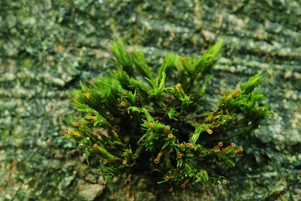 Macro foto os fresco, muschio verde lussureggiante con corteccia d'albero sullo sfondo — Foto Stock