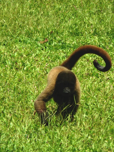 Indegenous tarafından yakalanan insanlar genç, evde beslenen hayvan yünlü maymun otların arasında yürüyüş — Stok fotoğraf
