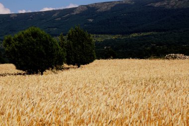 Ağaçlar, dağlar İspanya bir arka plan ile yaz aylarında alanıyla tahıl