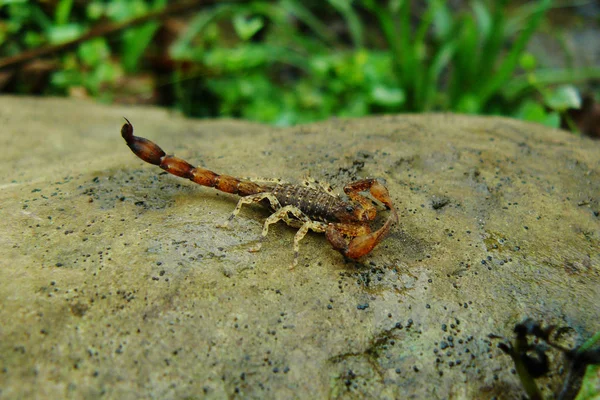 Brun, vit och röd Skorpion hittade under en vandring i den tropiska regnskogen i Amazonas — Stockfoto
