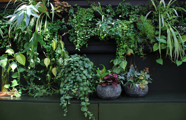 A vivid wall full of green house plants in all sizes