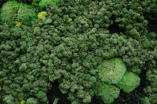 Parete verde, popolare in molti ristoranti — Foto Stock