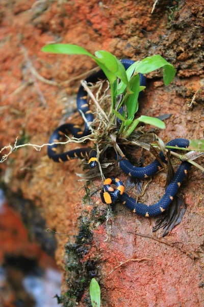 Falsk korall orm, Micrurus narduccii, coralillas med svart apelsin mönster på en röd lerjord med små plantor — Stockfoto