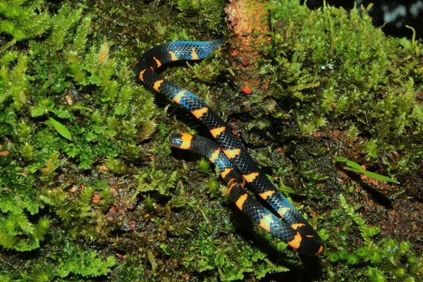 偽のサンゴヘビ、ミクルルスナルドゥチー、コケで覆われたトランクから滑り落ちる黒いオレンジ色のパターンを持つコラリヤ — ストック写真