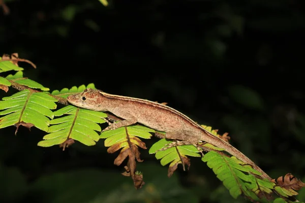 Anolis arter sova på en ledighet i regnskogen i Ecuador, Sydamerika — Stockfoto